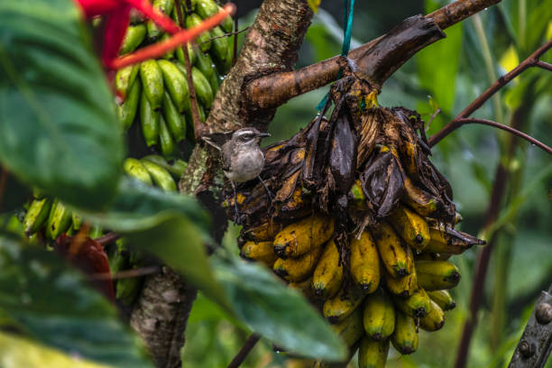 A small bird perched on a bunch of bananas on a tree.