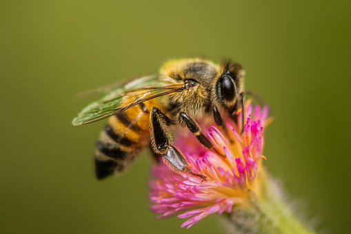 Honey bee on a pink flower in the garden. Macro.