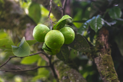 Lime fruit on the tree in the garden. Selective focus.