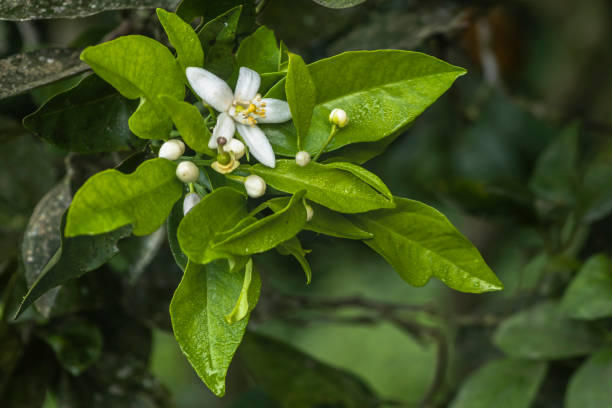 Lemon blossom on tree in the garden. (Kaffir lime)