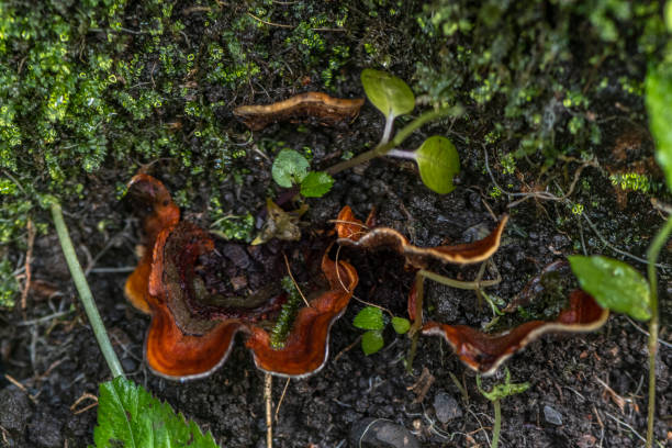 Ganoderma lucidum, Lingzhi fungus that grows in the forest Ganoderma lucidum, hongo Lingzhi que crece en el bosque alternative for germany photos stock pictures, royalty-free photos & images