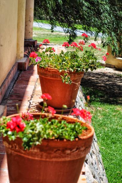 istock Colors  in  the  garden 1459652876