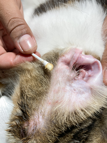 Oreja sucia de un gato. La oreja de un gato afectada por un ácaro del oído, lo que lleva a la infección. Otitis externa del gato. photo