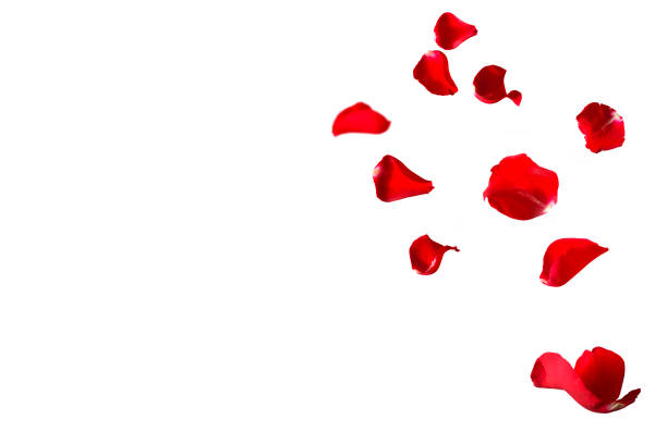 istock Floating red rose petals isolated on white 1459654757