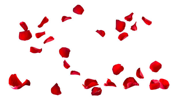 istock Floating red rose petal isolated on white 1459654769