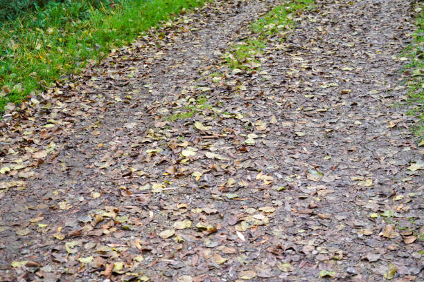 hiking trail in bavaria with green meadows