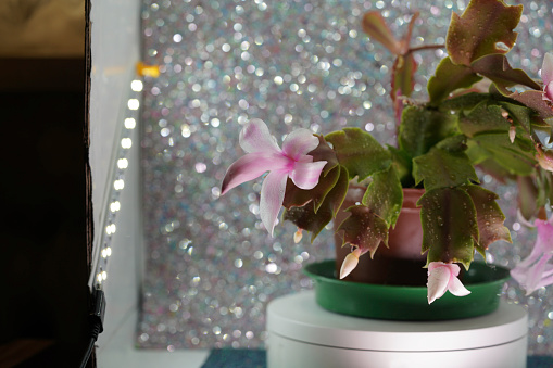 Christmas cactus schlumbergera in pink blossom in full bloom