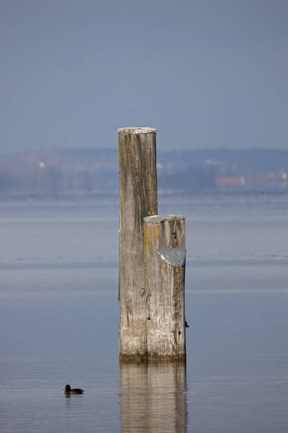 istock old wooden poles for mooring sailing ships 1459656829