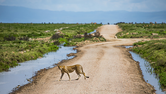 Cheetah passing through an empty road, staring at the camera. Serengeti National Park, Tanzania, Africa.