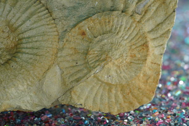 istock Ammonite fossil on a dark background 1459657717