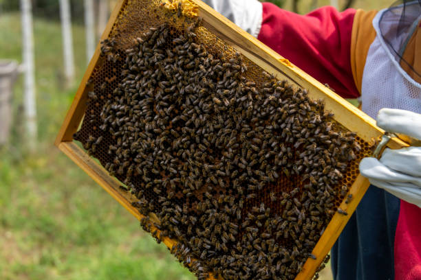 istock A beekeeper tends to his bees in his farm. 1459658650