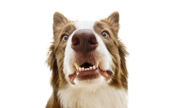 istock Funny surprised border collie dog looking with funny expression face showing its teeth. Isolated on white background 1459659145