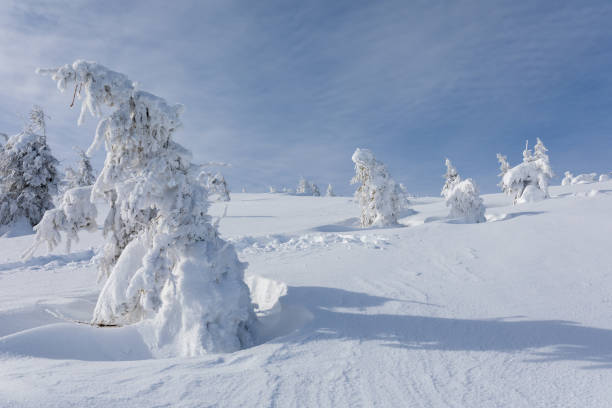 istock Snow-covered spruces in the Carpathian Mountains on a sunny day 1459661781