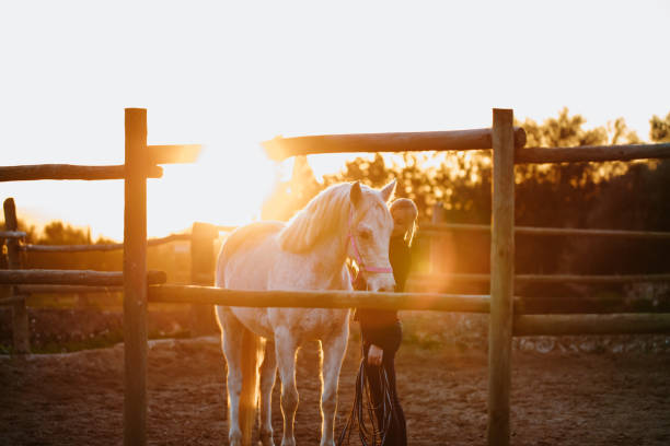 istock Cute friendship between a blond young woman and her white mare in a rustic stable outdoors in Majorca during the sunset 1459662869