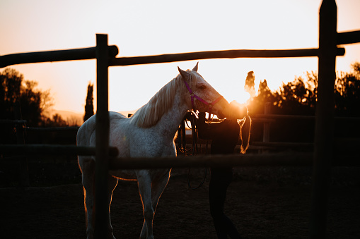 Low key sunset shot of the cute friendship between a young woman and her white mare in a rustic stable outdoors in Majorca during the sunset. Real life. Color editing. Part of a series.