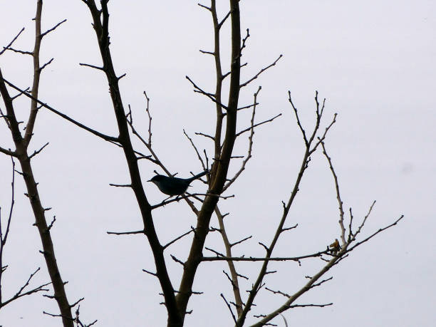 istock songbird in the branches of the tree 1459664296