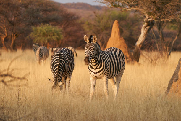zebra nel paesaggio della namibia - burchellii foto e immagini stock
