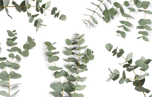 Eucalyptus branches with fresh leaves on white background, collage