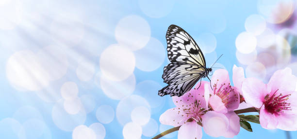istock Beautiful butterfly and branch with tiny flowers on light blue background, bokeh effect. Awesome spring blossom 1459668788
