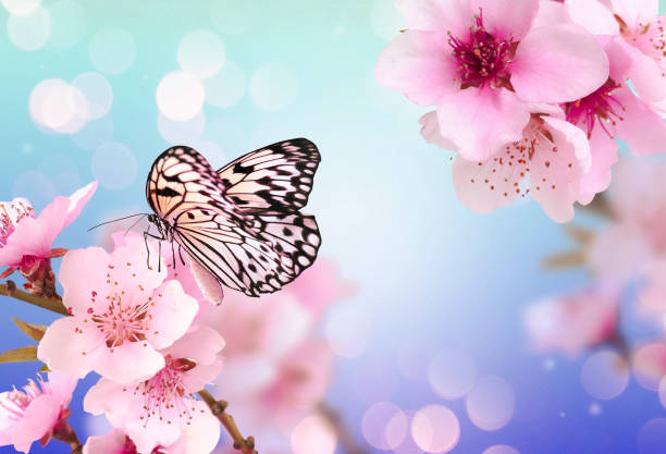 istock Beautiful butterfly and branch with tiny flowers on light blue background, bokeh effect. Awesome spring blossom 1459668798