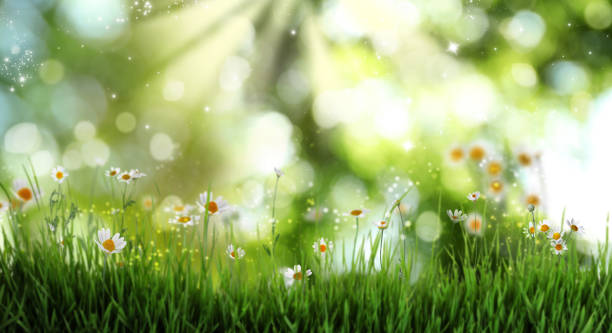 istock Beautiful blooming chamomiles in green meadow on sunny day , bokeh effect 1459668801