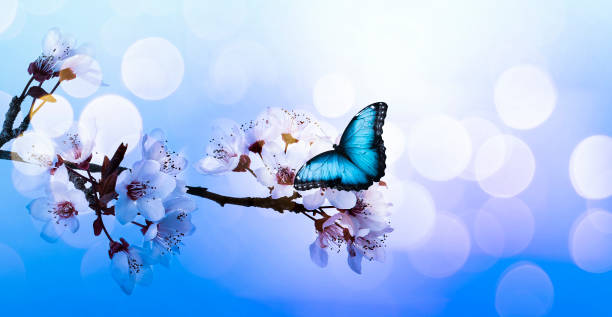 istock Beautiful butterfly and branch with tiny flowers on light blue background, bokeh effect. Awesome spring blossom 1459669066