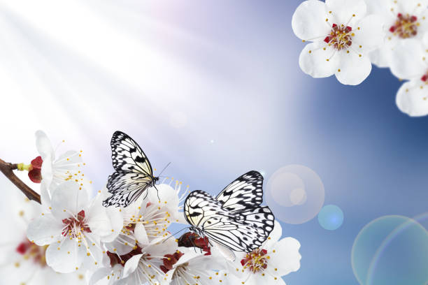 istock Beautiful butterflies and tiny flowers on light blue background, bokeh effect. Awesome spring blossom 1459669155