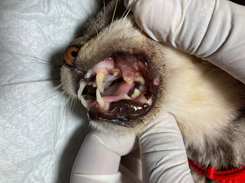 examen de un gato en el veterinario, de cerca, examen de la boca del gato photo