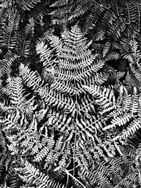 istock Black and White Fern Leaf Background 1459670486