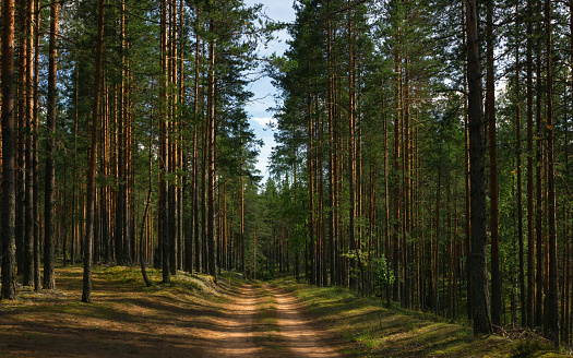 Forest dirt road among straight tall pines illuminated by summer sunlight. Vologda Oblast, Russia.