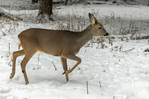 Female roe deer (Capreolus capreolus) walking in a forest in snow.