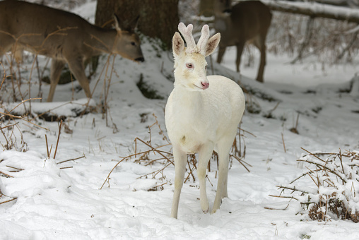 Beautiful albino roebuck (Capreolus capreolus) standing in a forest in winter, an absolute rare animal.