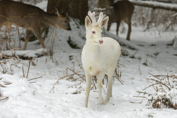 Albino roebuck (Capreolus capreolus) in winter Beautiful albino roebuck (Capreolus capreolus) standing in a forest in winter, an absolute rare animal. roe deer frost stock pictures, royalty-free photos & images