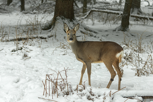 Beautiful doe (Capreolus capreolus) standing in a forest in winter.