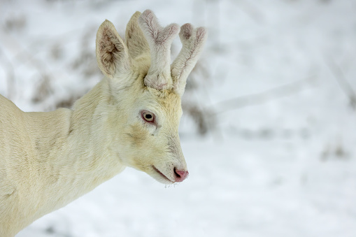Portrait of a white roebuck (Capreolus capreolus) in winter, an absolute rarity.