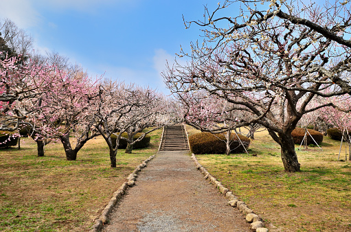 Plum garden in Iwamotoyama Park