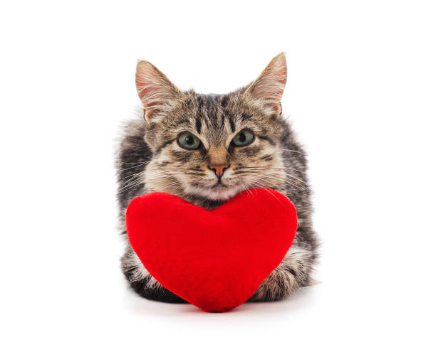 istock One beautiful cat with the heart. 1459675189