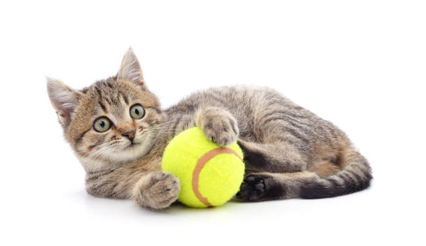 Gray cat with a yellow ball.