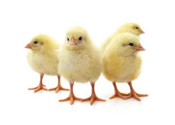 istock Group yellow little chickens. 1459675283