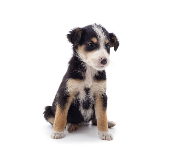 istock One spotted puppy stands sideways. 1459675321