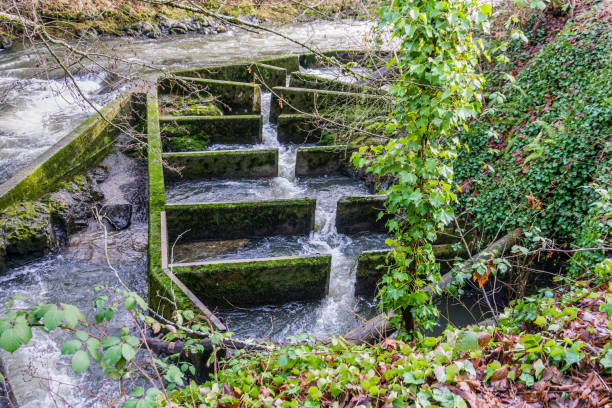 istock Washington Fish Ladder 4 1459675369
