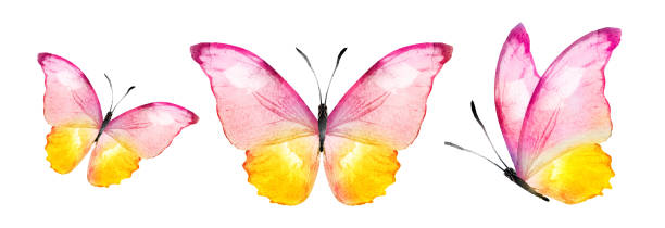 istock Color watercolor butterflies , isolated on the white 1459675606