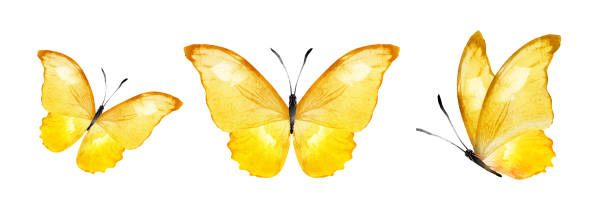 istock Color watercolor butterflies , isolated on the white 1459675656