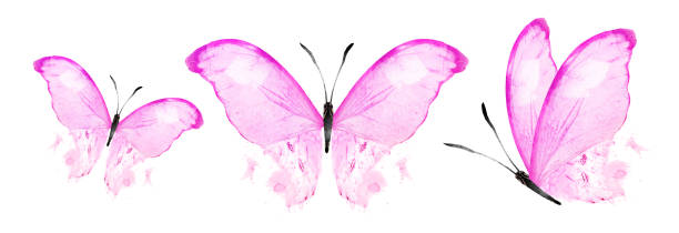 istock Color watercolor butterflies , isolated on the white 1459676166