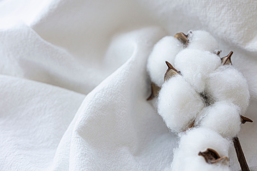 Cotton flower on cotton fabric