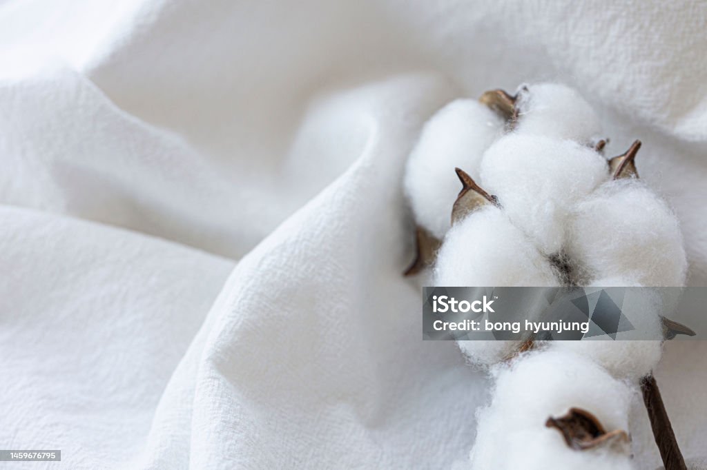 Cotton flower on cotton fabric Cotton Stock Photo