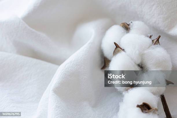 Cotton Flower On Cotton Fabric Stock Photo - Download Image Now - Cotton, Textile, Fiber