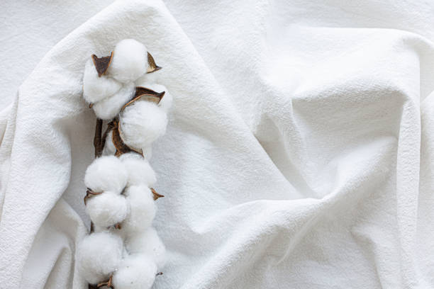 istock Cotton flower on cotton fabric 1459676803