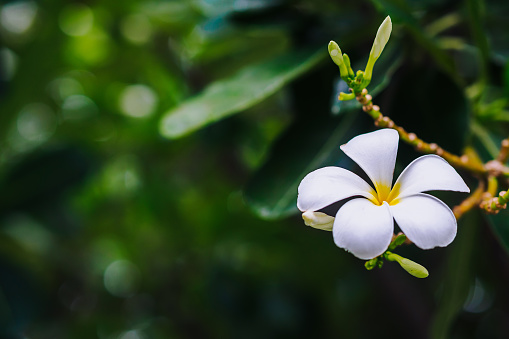 Selective focus on the white yellow clear plumeria flower on the tree with green blur bokeh background