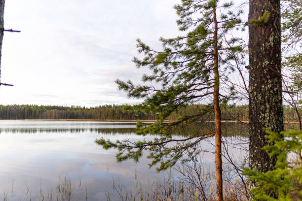 Autumnal forests at East Madison near White Mountain.